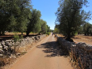 Ubiquitous olive groves